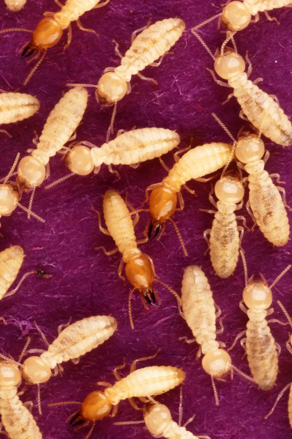 Close-up of worker termites inside an exposed gallery in damaged wood