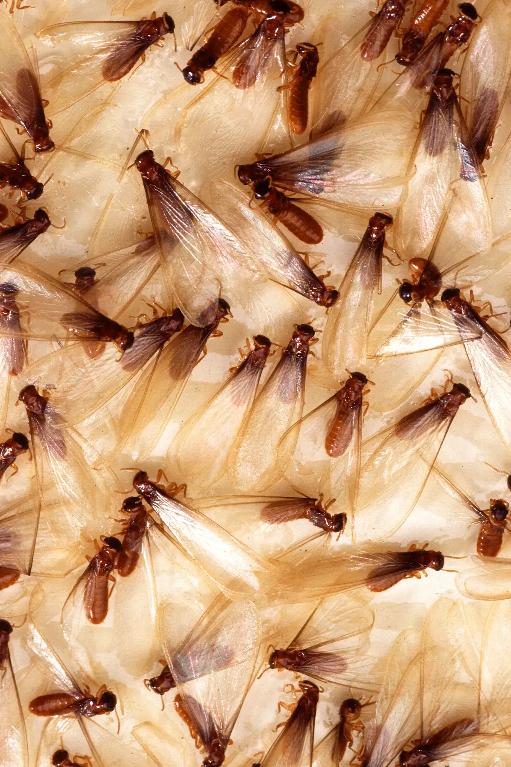 Winged termite swarmers with equal-length wings and straight antennae